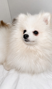Pomeranian spits (2 valokuva sivusta 2)