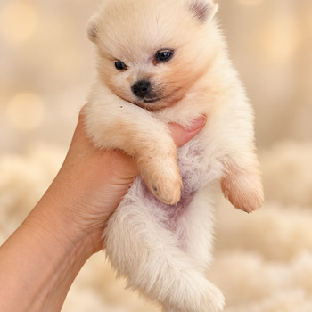 Pomeranian spits