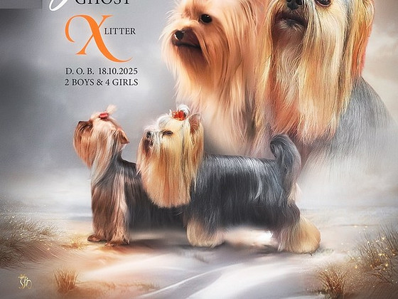 Йоркширский терьер, щенки