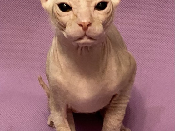 Don sfinksa