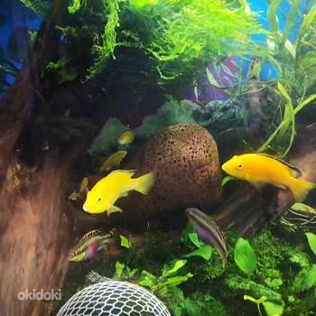 Labidochromis yellow