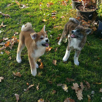 Akita inu