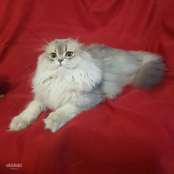 Шотландская вислоухая
