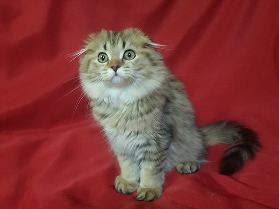 Шотландская кошечка.