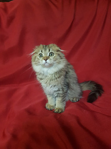 Шотландская кошечка. (1 valokuva sivusta 2)