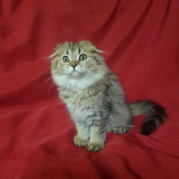 Шотландская кошечка.