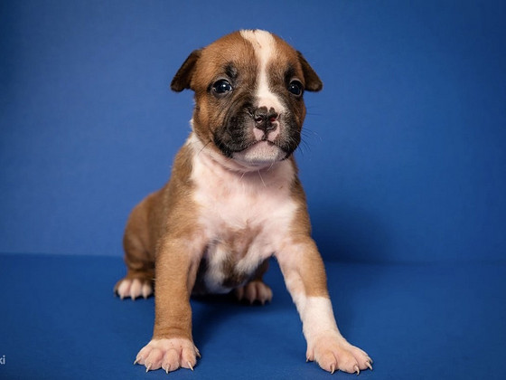 Amstaff
