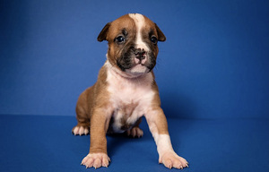 Amstaff (1 foto no 9)