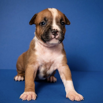 Amstaff