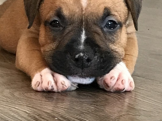 American Staffordshire