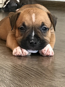 American Staffordshire (1 foto no 3)