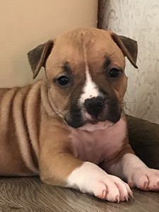 American Staffordshire (2 foto no 3)
