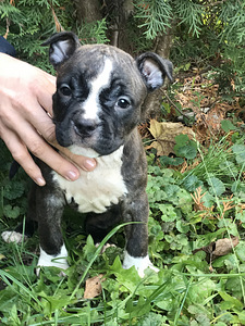 American Staffordshire (3 foto no 3)