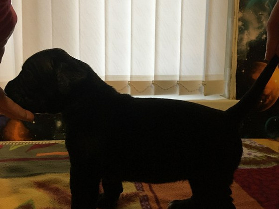 Cane Corso pārdošana