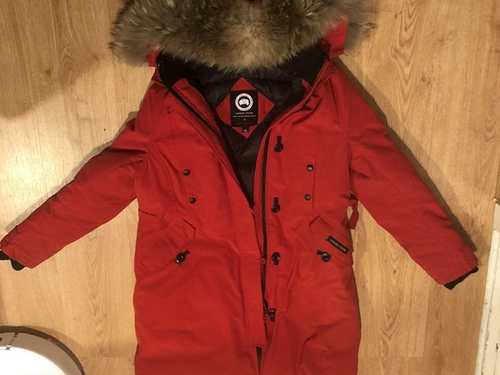 Canada goose
