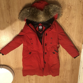 Canada goose
