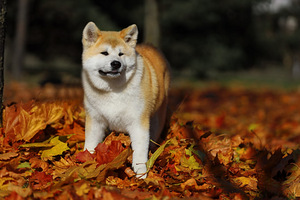 Akita inu kucēni (1 foto no 1)