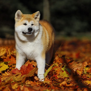 Akita inu kucēni