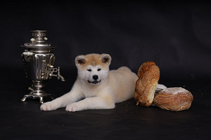 Tiek pārdoti kucēni japāņu akita (1 foto no 1)