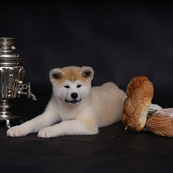 Tiek pārdoti kucēni japāņu akita