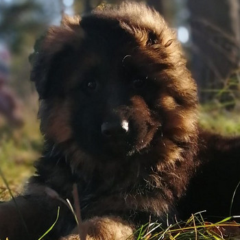 Garspalvaini vācu aitu kucēni