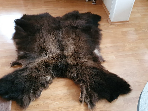 Шкура