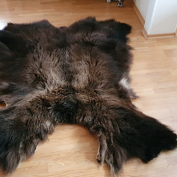 Шкура
