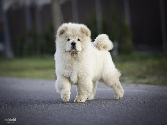 Chow chow