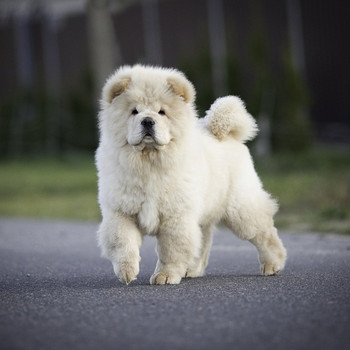 Chow chow