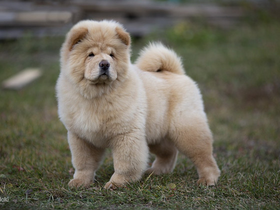 Chow chow