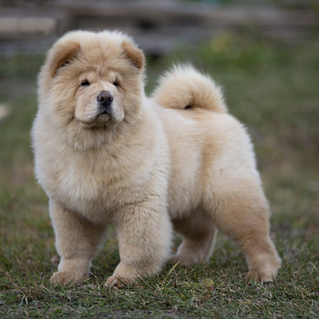 Chow chow