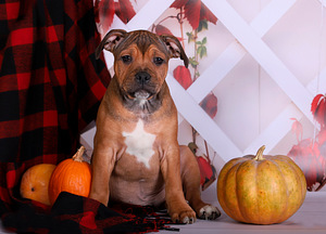Kucēni zēni staffbull (2 foto no 7)
