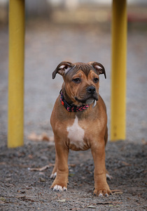 Kucēni zēni staffbull (7 foto no 7)