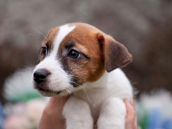 Jack Russell terrier