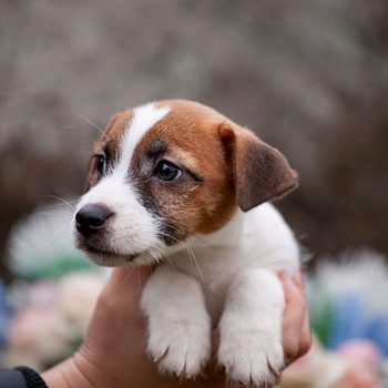 Jack Russell terrier