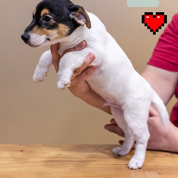 Джек расселы