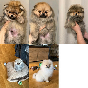 Pomeranian pentu (2 valokuva sivusta 4)