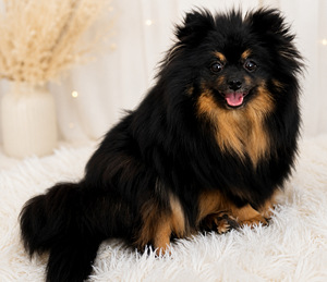 Pomeranian pentu (3 valokuva sivusta 4)