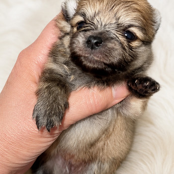 Pomeranian pentu