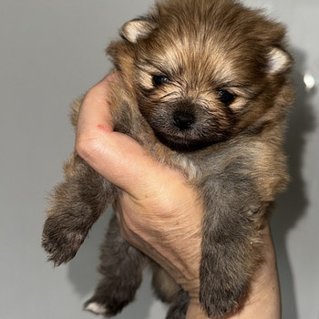 Pomeranian pentu