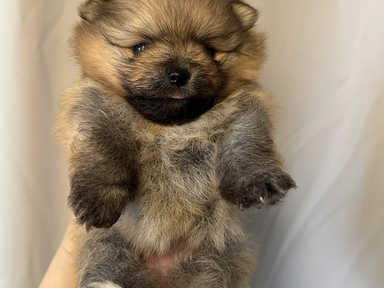 Pomeranian pentu