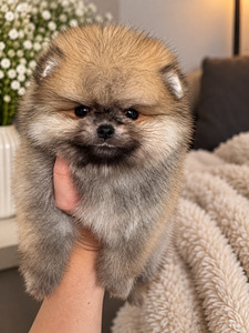 Pomeranian pentu (5 valokuva sivusta 8)