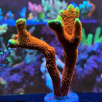 Кораллы в морском аквариуме