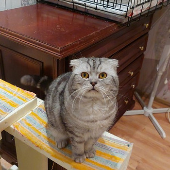 Kogenud tiitliga Scottish Fold