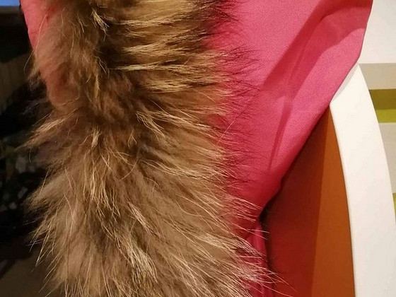Canada goose