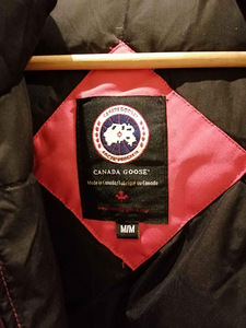 Canada goose (5 фото из 6)
