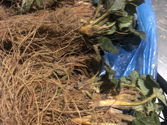 Продам Саженцы клубники технология фриго Альба