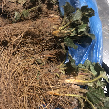 Продам Саженцы клубники технология фриго Альба