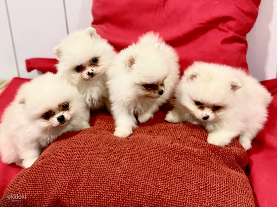 Pomerānijas