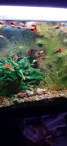 Guppy (1 foto / 3)